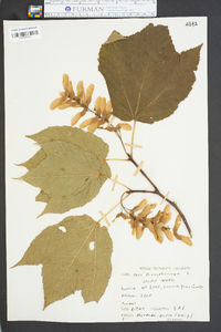 Acer pensylvanicum image