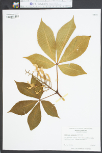 Aesculus flava image