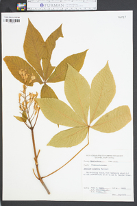 Aesculus flava image