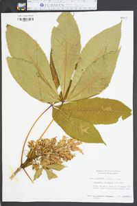 Aesculus flava image