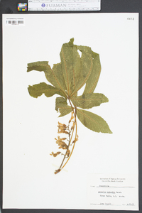 Aesculus flava image