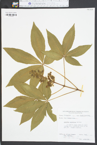 Aesculus sylvatica image