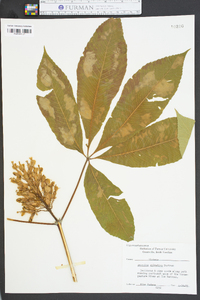 Aesculus sylvatica image