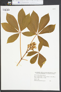 Aesculus sylvatica image