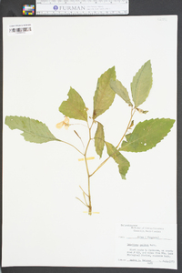 Impatiens pallida image