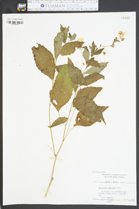 Impatiens pallida image