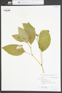 Impatiens pallida image