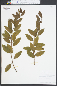 Berchemia scandens image