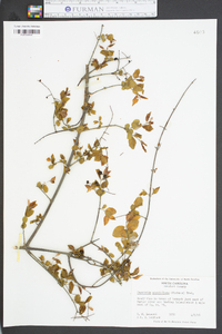 Sageretia minutiflora image