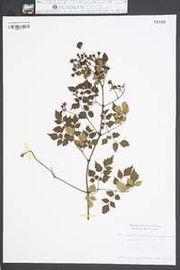 Ampelopsis arborea image