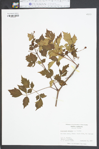 Nekemias arborea image
