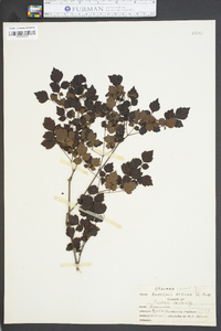 Ampelopsis arborea image