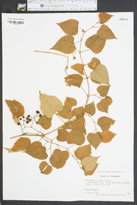 Ampelopsis cordata image