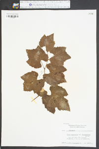 Vitis aestivalis var. bourquiniana image