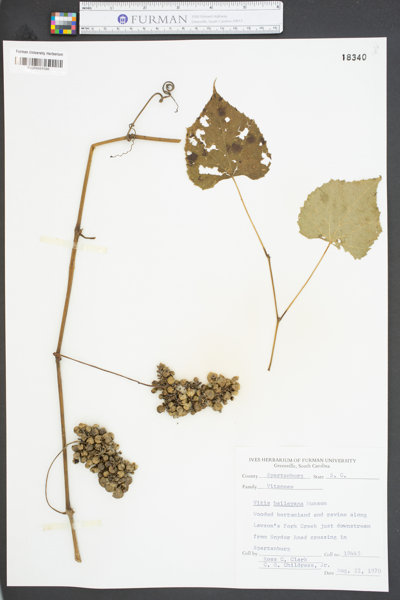 Vitis baileyana image