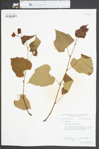 Vitis baileyana image