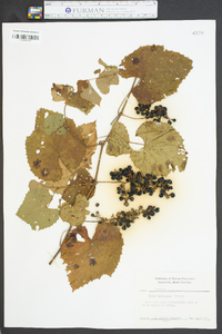 Vitis baileyana image