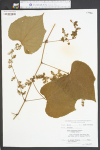 Vitis baileyana image