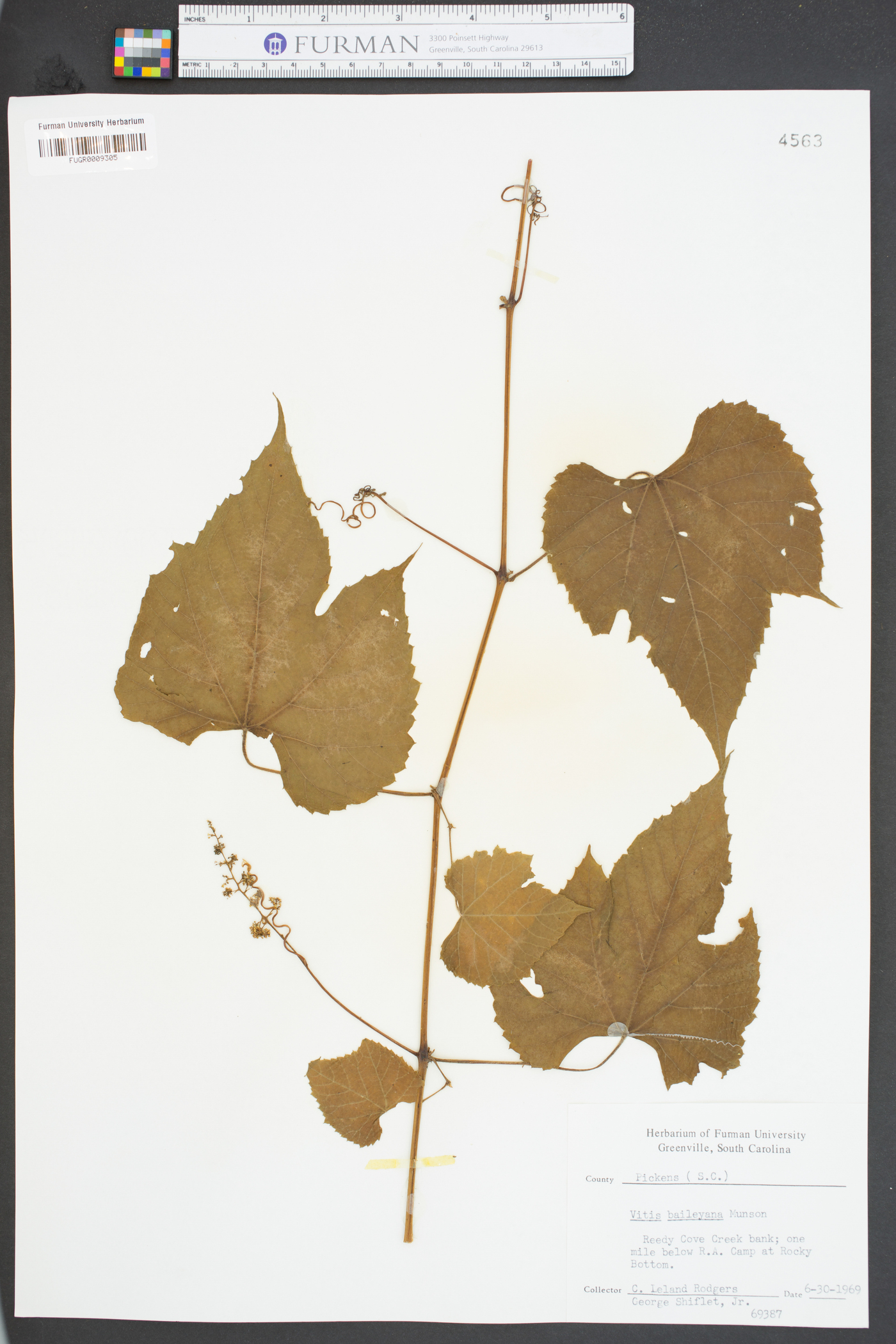 Vitis baileyana image