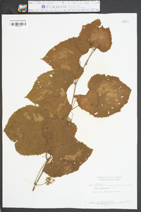 Vitis baileyana image