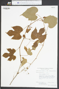 Vitis cinerea image