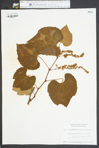 Vitis cinerea image