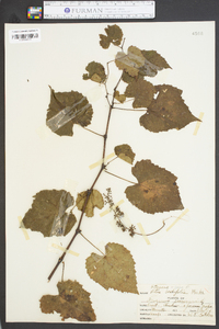 Vitis cordifolia image