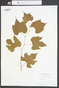 Vitis labrusca image