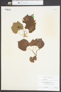 Vitis rotundifolia image