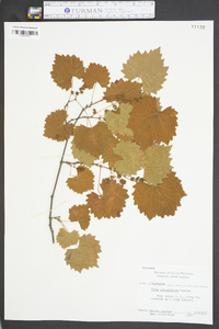 Vitis rotundifolia image