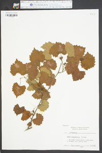 Vitis rotundifolia image