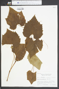 Vitis rotundifolia image