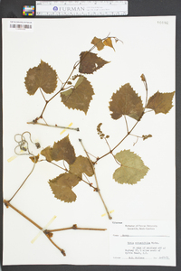 Vitis rotundifolia image