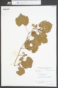 Vitis rotundifolia image