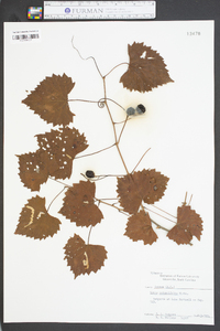 Vitis rotundifolia image