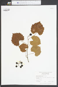 Vitis rotundifolia image