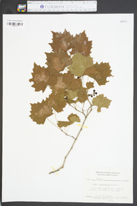 Vitis rotundifolia image