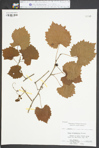 Vitis rotundifolia image