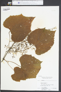 Vitis vulpina image