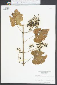 Vitis vulpina image