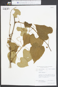 Vitis vulpina image