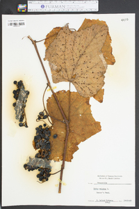 Vitis vulpina image