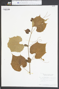 Vitis cinerea image