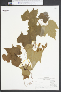 Vitis palmata image