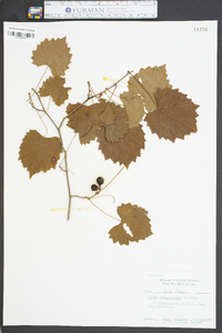 Vitis rotundifolia image