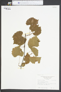 Vitis rotundifolia image