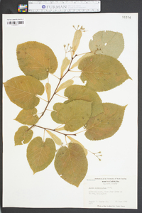 Tilia heterophylla image