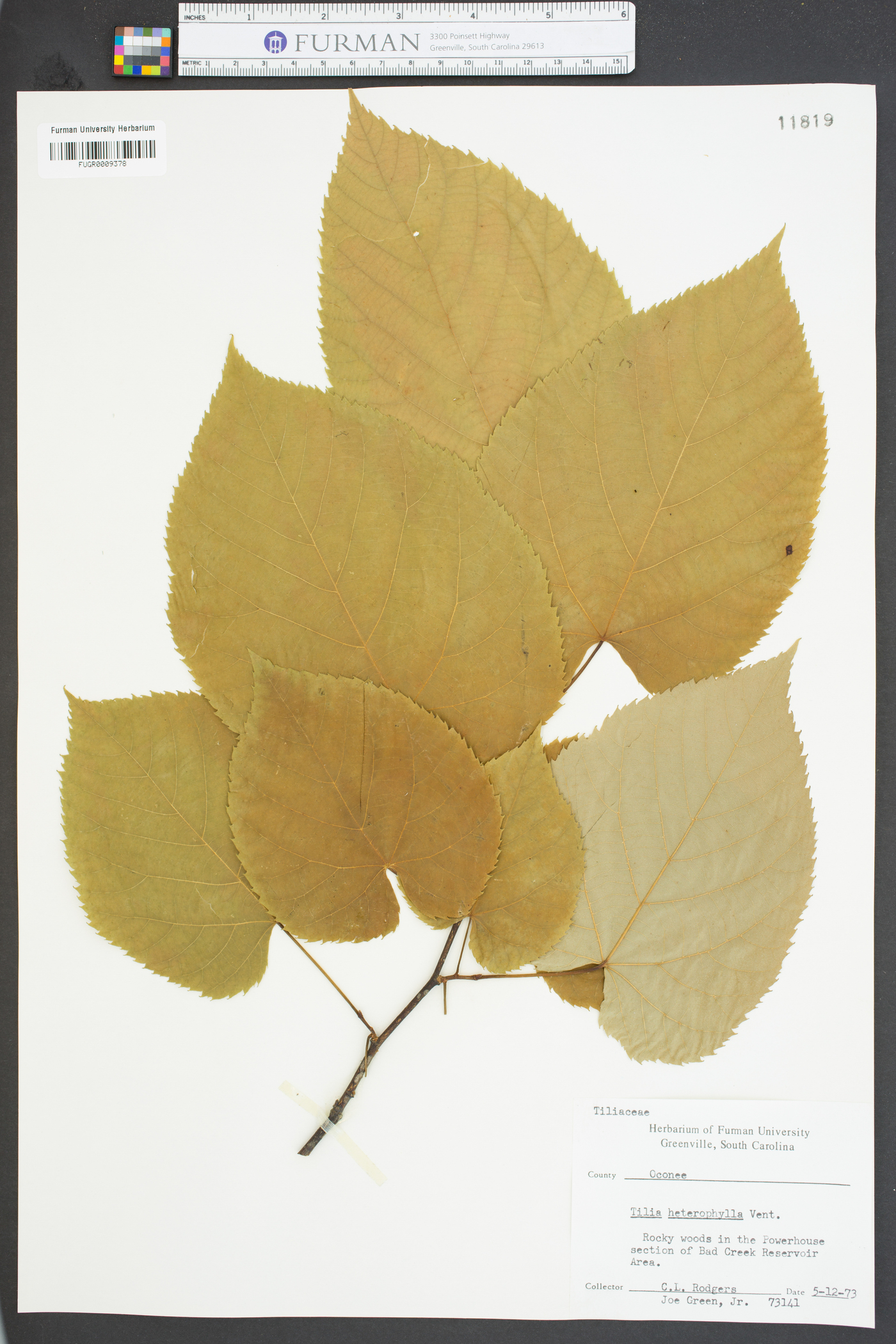 Tilia heterophylla image