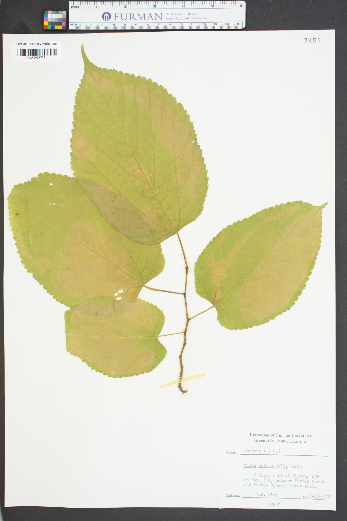 Tilia heterophylla image