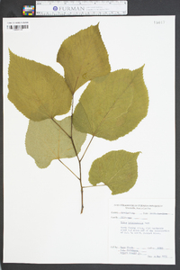 Tilia heterophylla image